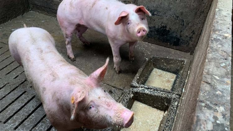 264204364_10160050594455854_8976041755294598444_n