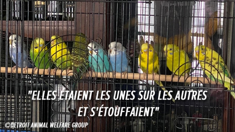 800-perruches-etats-unis