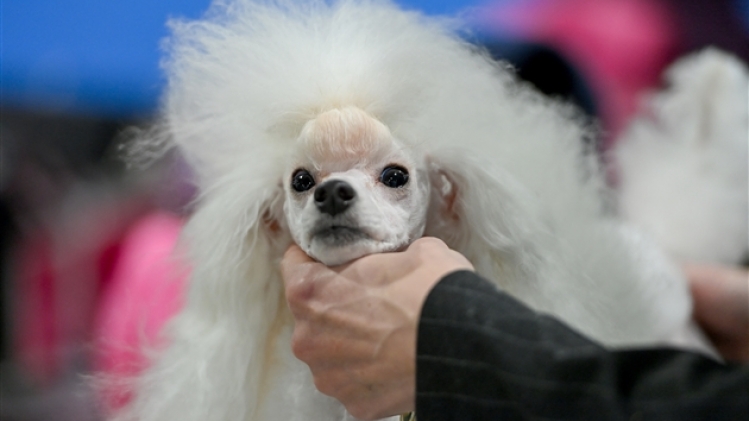 belgaimage-185891525