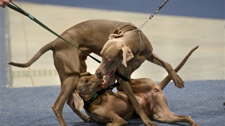 belgaimage-185891545