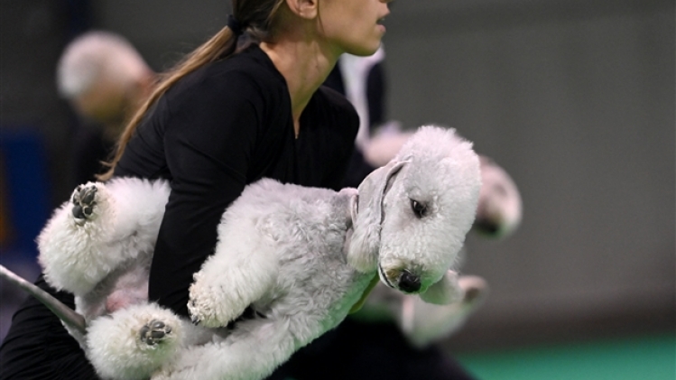 belgaimage-185891524