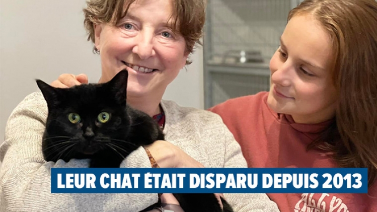 Chat-Disparu-la-louviere