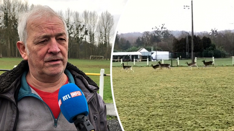 Daims-sauves-fumal-2