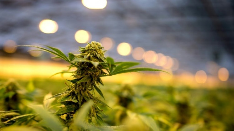 Le Conseil d'Etat suspend l'interdiction de la vente des fleurs de cannabis