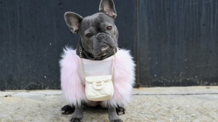 Quel est le chien le plus populaire aux Etats-Unis? Le bouledogue français détrône le labrador