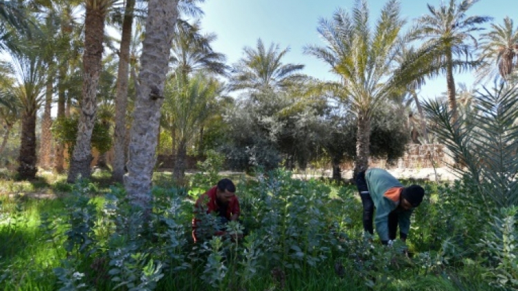 En Tunisie, cuisine nomade et innovation pour revivifier une oasis