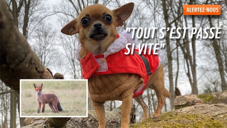 Sarah a vu son petit chien se faire happer et tuer par un renard à Watermael-Boitsfort: Il est possible qu'il l'ait confondu avec un gros rat
