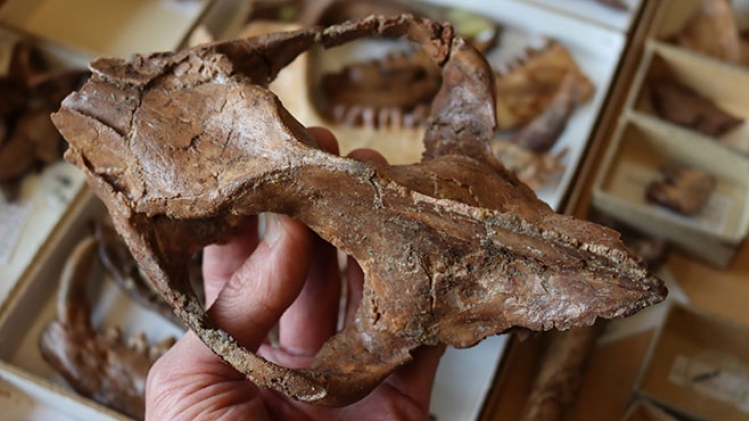 thierry smith, rbins