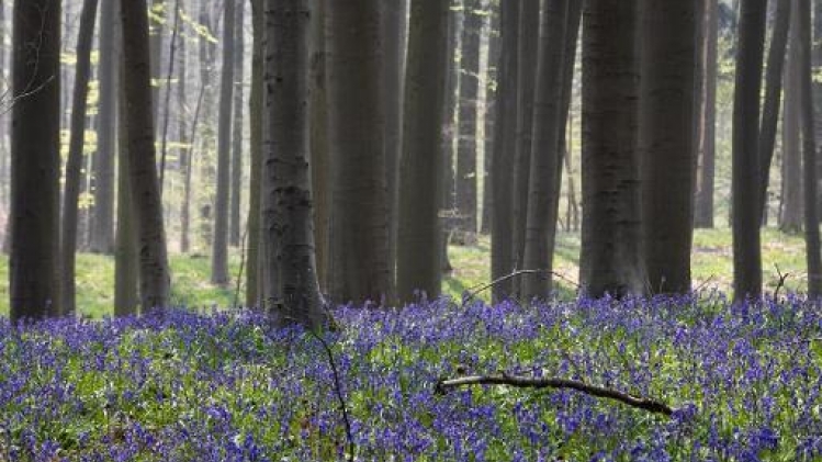 Les jacinthes sauvages du bois de Hal en pleine floraison à la mi-avril |  RTL Info