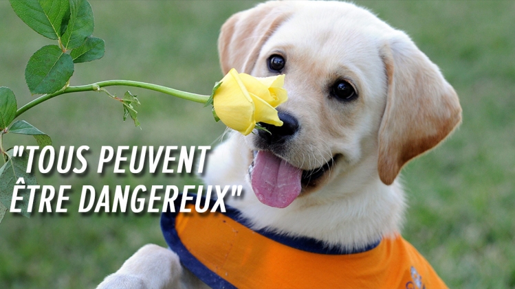 Attention aux engrais dans les jardins: plus de 50 chiens déjà intoxiqués