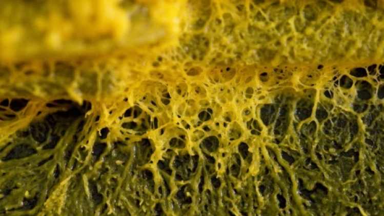 Le plus long blob du monde assemblé à Châteauroux