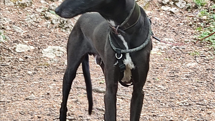 received_277322330758539