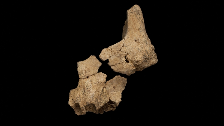 0espagne-fossile-atapuerca