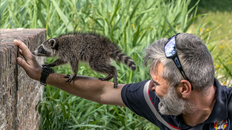 raton-laveur-bras-pompier