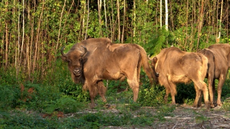 Des bisons européens réintroduits en Angleterre
