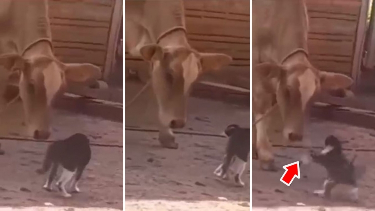 Un Chat Donne Un Coup De Patte A Une Vache Qui S Approche Un Peu La Reaction Du Bovin Est Inattendue Video Rtl Info