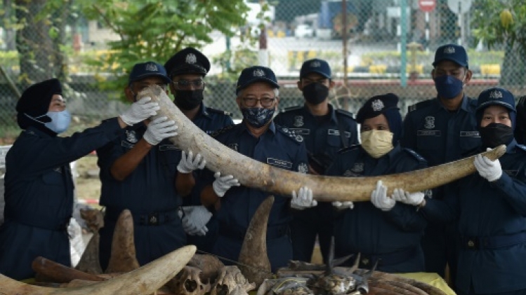 Malaisie: saisie de 18 millions de dollars de défenses, cornes et écailles d'animaux sauvages