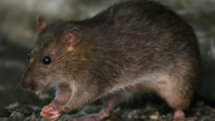 La Tanzanie identifie une mystérieuse maladie comme étant la maladie du rat