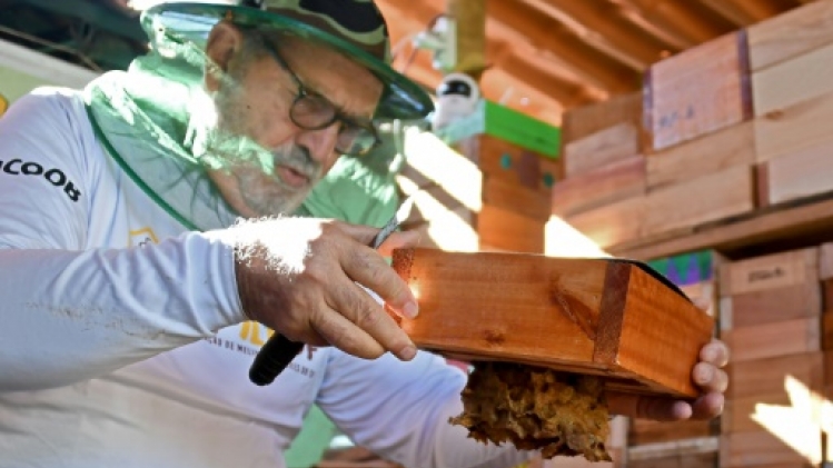Les abeilles sans dard, un trésor encore peu connu du Brésil