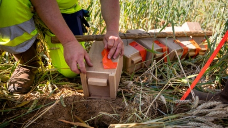 En Alsace, le grand hamster lutte pour sa survie