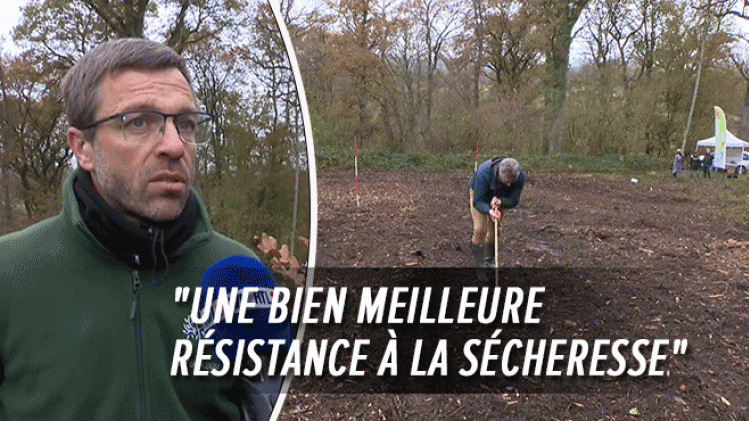 Varietes-arbres-forets