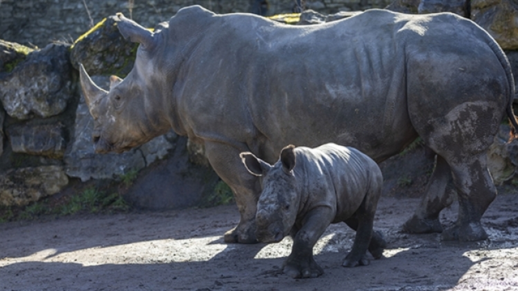 La production de miel sera catastrophique cet été 2021. Les apiculteurs belges s'attendent à en récolter 4 fois moins que d'habitude. Une situation pareille n'a plus été vécue depuis 35 ans. Mais comment l'expliquer ?