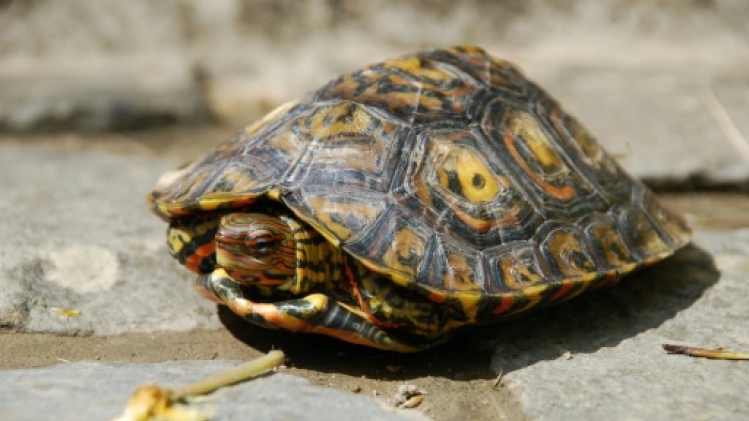 A la recherche d'un ancêtre commun à des tortues pas si muettes que ça