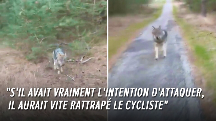 0loup-pays-bas-cycliste-rtlinfo