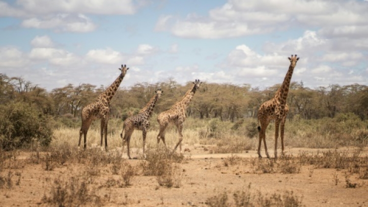 Niger: nouvelle délocalisation de girafes menacées dans le sud-ouest nigérien
