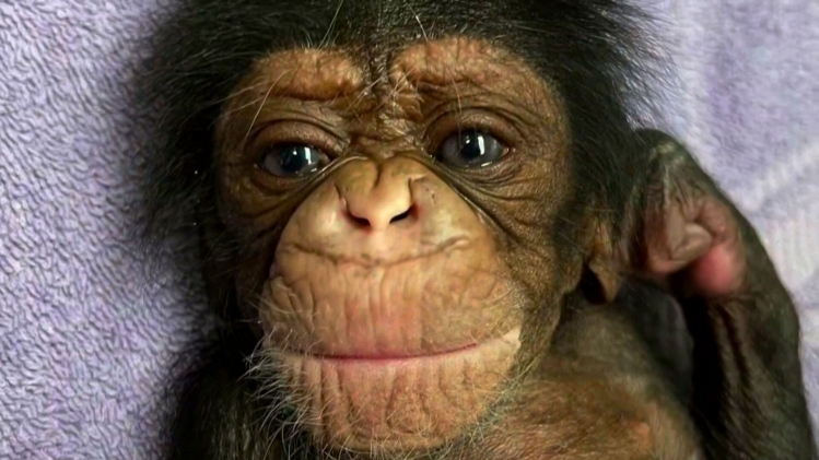 Le bébé chimpanzé