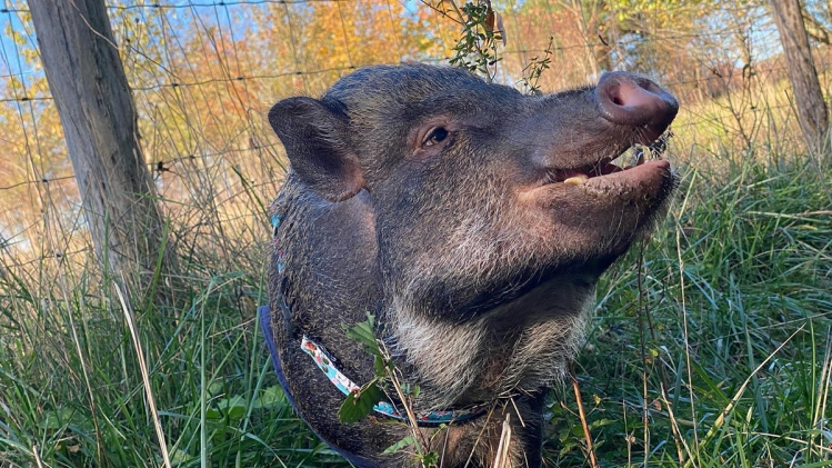 Oréo, le micro-cochon de compagnie de Kim et Kevin, est mort à Waremme: Nous sommes brisés