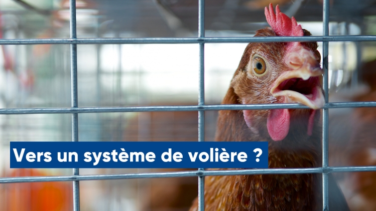 poule