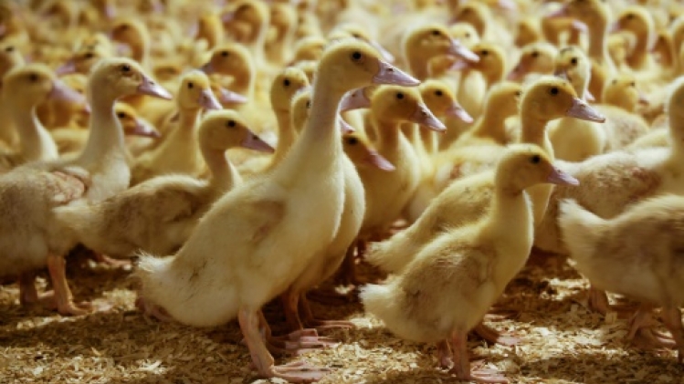 New York contre New York: la guerre du foie gras
