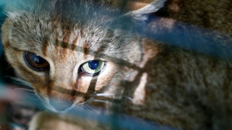 L'intrigant chat-renard est bien un félin spécifique de Corse