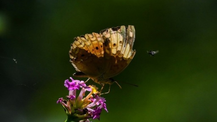 Le Jardin d'hiver du zoo d'Anvers se métamorphose en Jardin à papillons