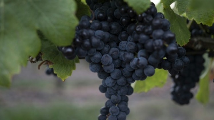 Le Tannat, ce cépage qui a placé l'Uruguay sur la carte mondiale du vin