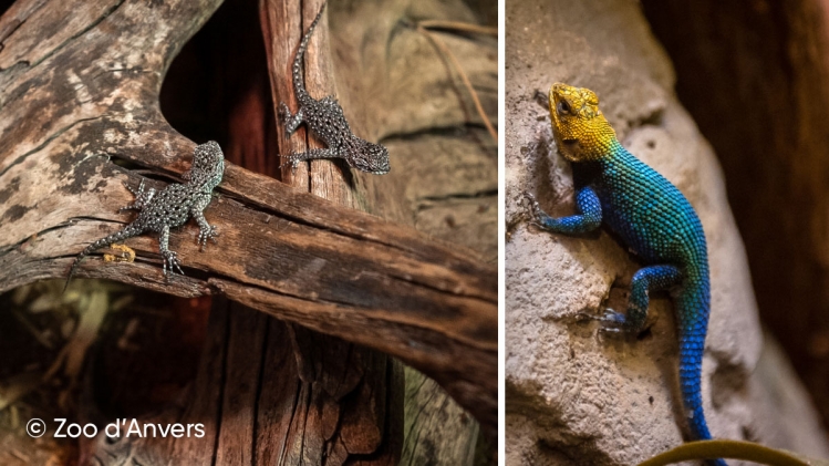 Edition numérique des abonnés