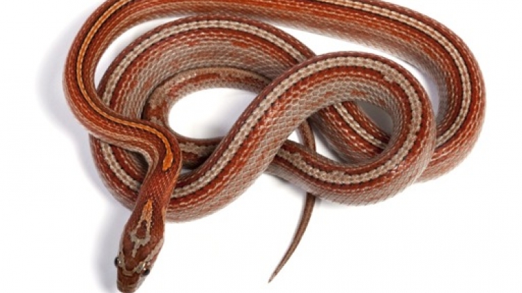 Un serpent découvert dans une cave à Bruxelles