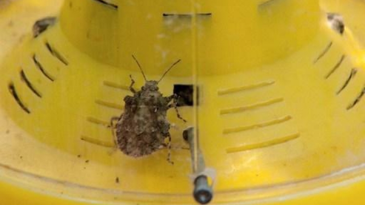 Les producteurs de fruits sur leurs gardes face à la punaise asiatique