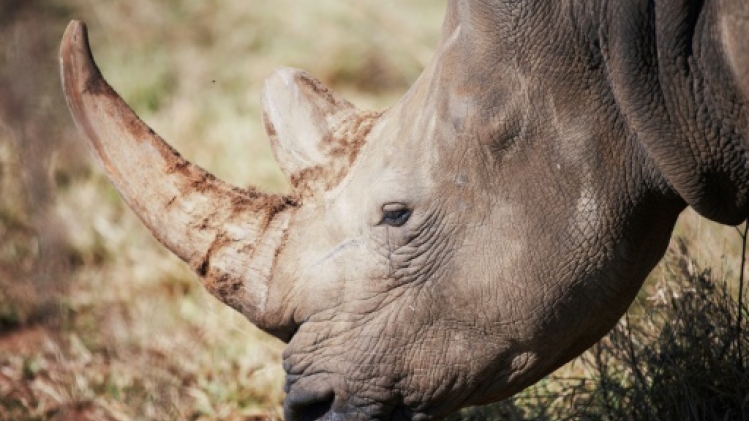 Afrique du Sud : près de 500 rhinocéros victimes de braconnage en 2023, en hausse