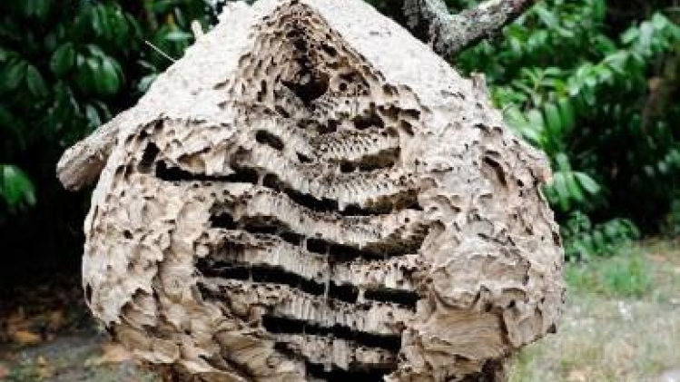 La Wallonie poursuivra, en 2024, sa lutte contre les frelons asiatiques