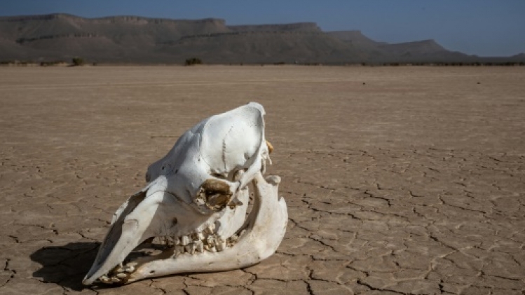 2022, l'année la plus chaude au Maroc depuis 40 ans