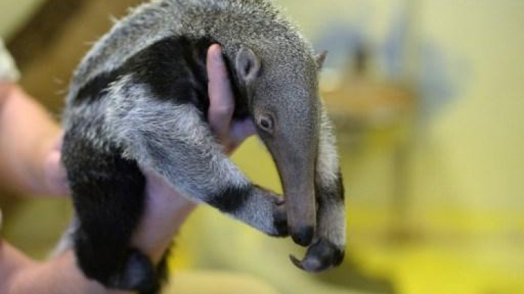 Un petit tamanoir est né début mai au Zoo de Planckendael