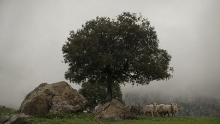 Trois promeneurs, dont deux Belges, blessés après une attaque d'un chamois en Espagne