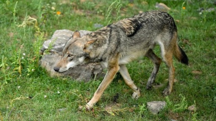 Deux moutons probablement tués par un loup en Flandre orientale
