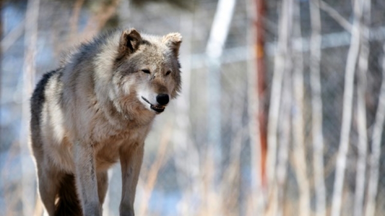 Inde: des villageois abattent le dernier loup d'une meute ayant tué des hommes