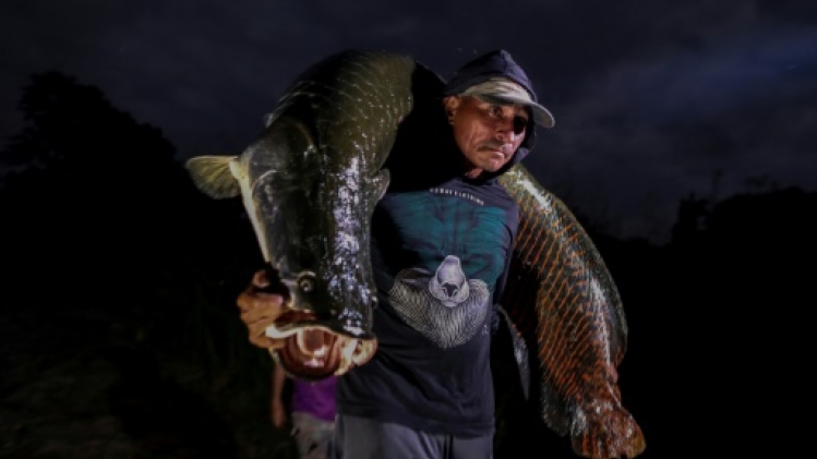 Le pirarucu, poisson géant et délice menacé de l'Amazone