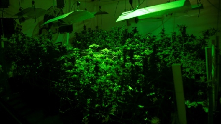 Cannabis: le HHC interdit en France, annonce l'Agence du médicament