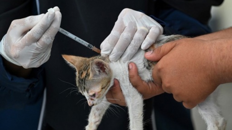 Première journée de recrutement de donneurs de sang pour les chiens et chats
