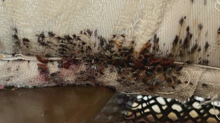 Que faire face à un appartement infesté de punaises de lit ? Thomas, qui nous a contactés via le bouton orange Alertez-nous, s'estime démuni et dénonce l'inaction des autorités face à ce problème de santé publique.